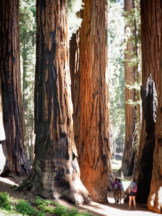 The Senate group of sequoias