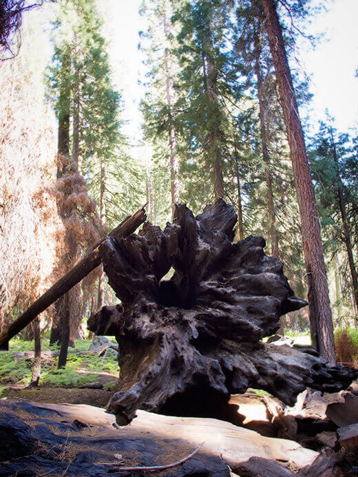 Uprooted tree
