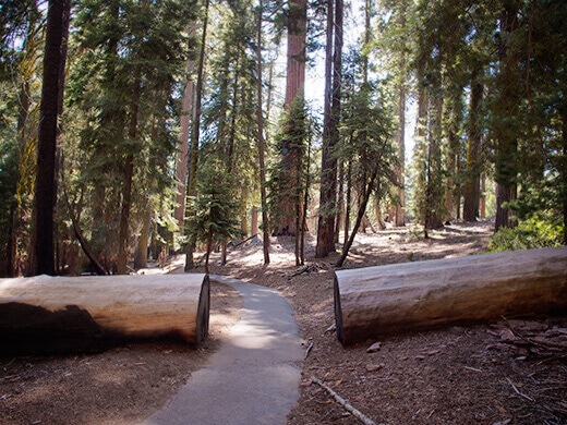 Sequoia on the Congress Trail