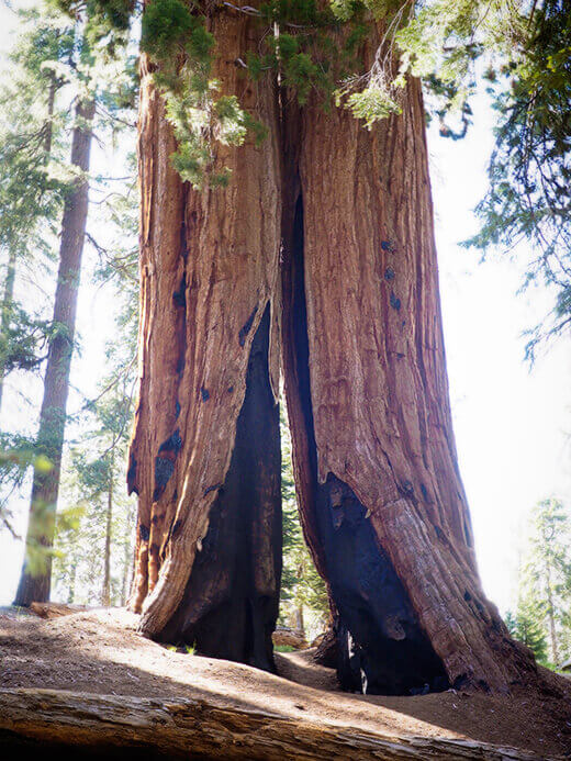 Fire-damaged sequoia