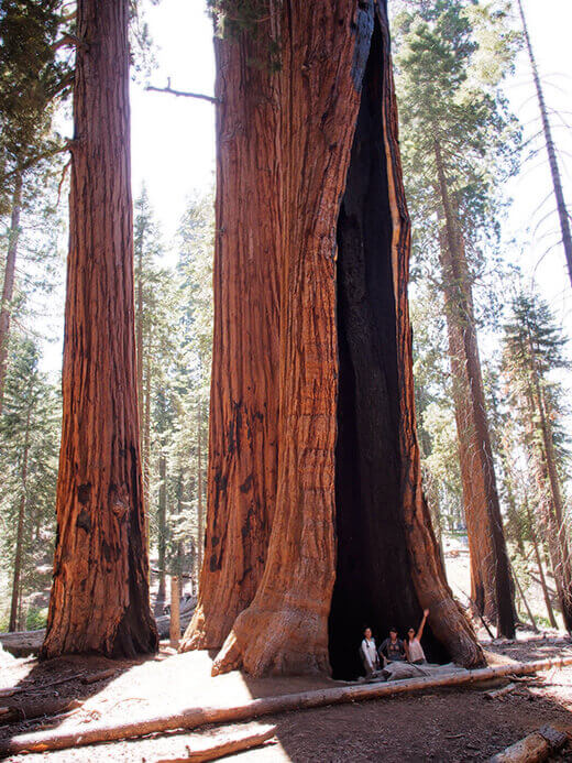 Standing inside a burnt sequoia