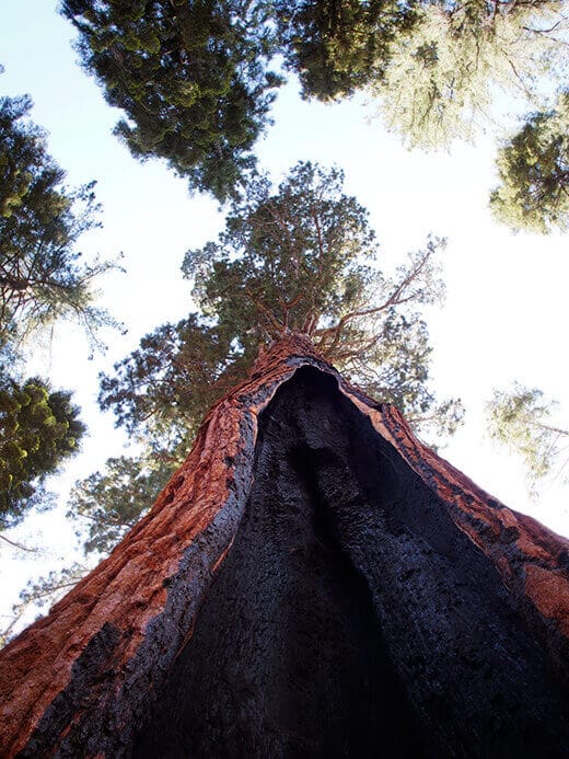 Burnt sequoia