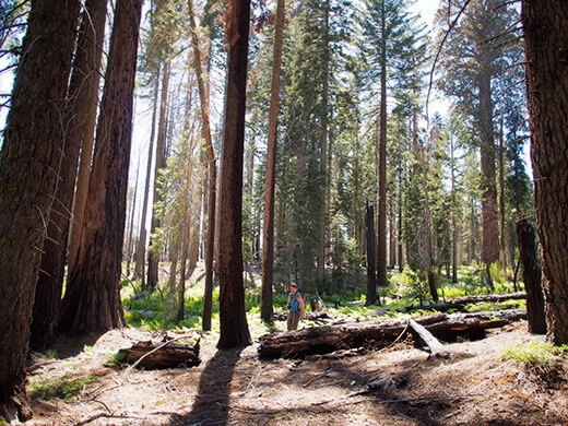 Hiking to Crescent Meadow