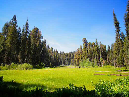 Crescent Meadow