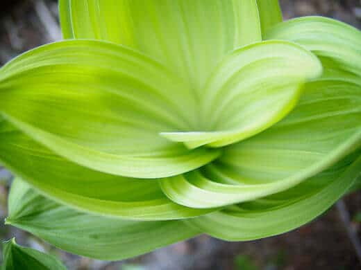 Corn lily