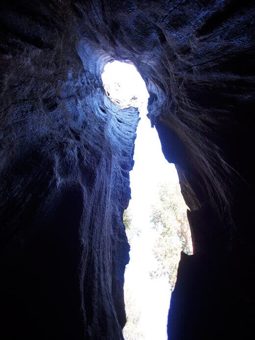 Standing inside a hollow sequoia trunk