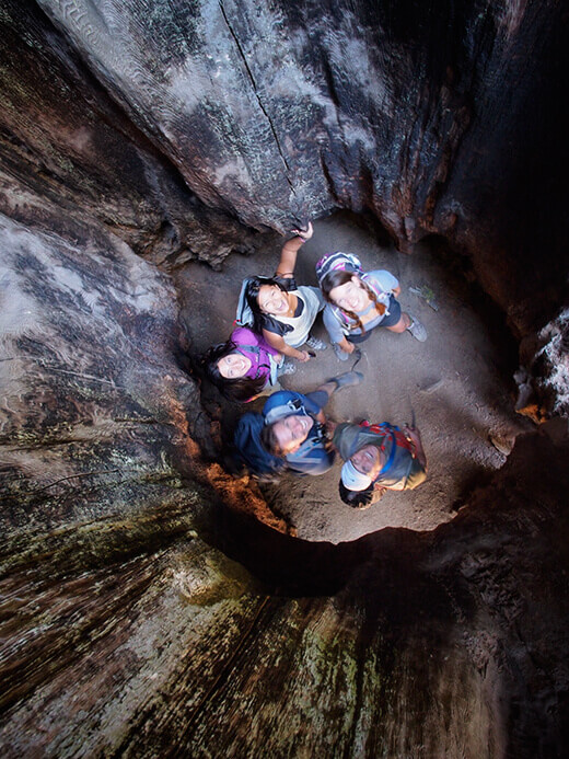 Party in the Chimney tree