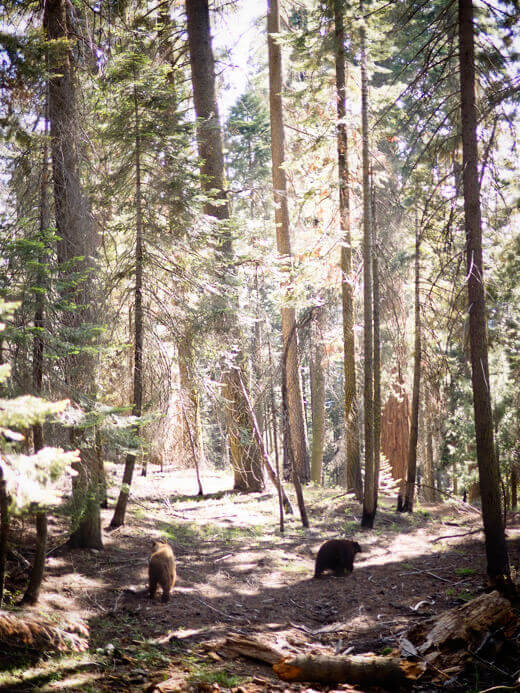Bear cubs