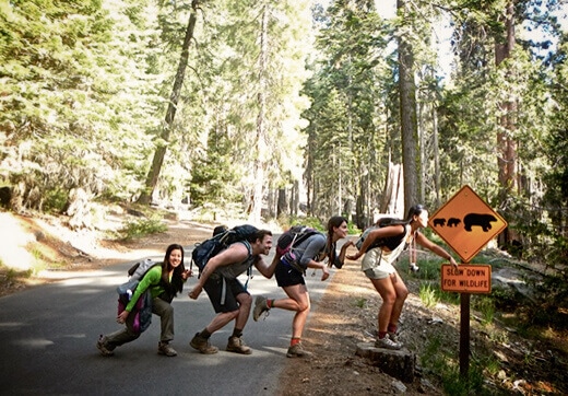 Bear family crossing