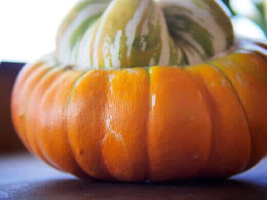 Turk's Turban of Cucurbita maxima