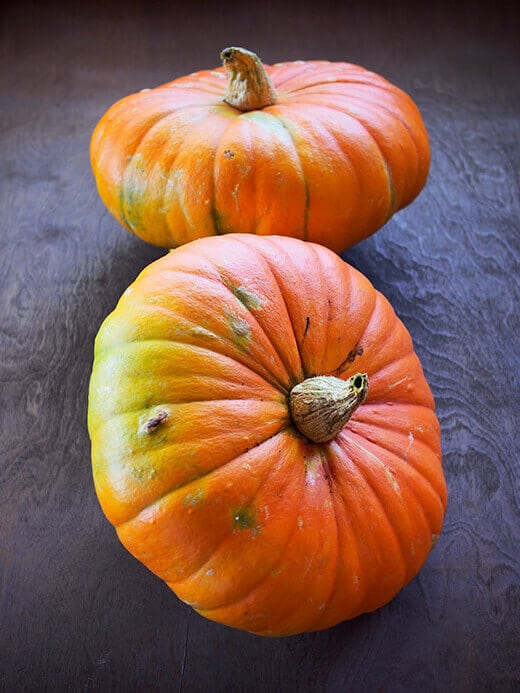 Cucurbita maxima