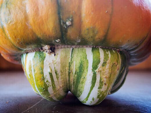 Striated base on Turk's Turban squash