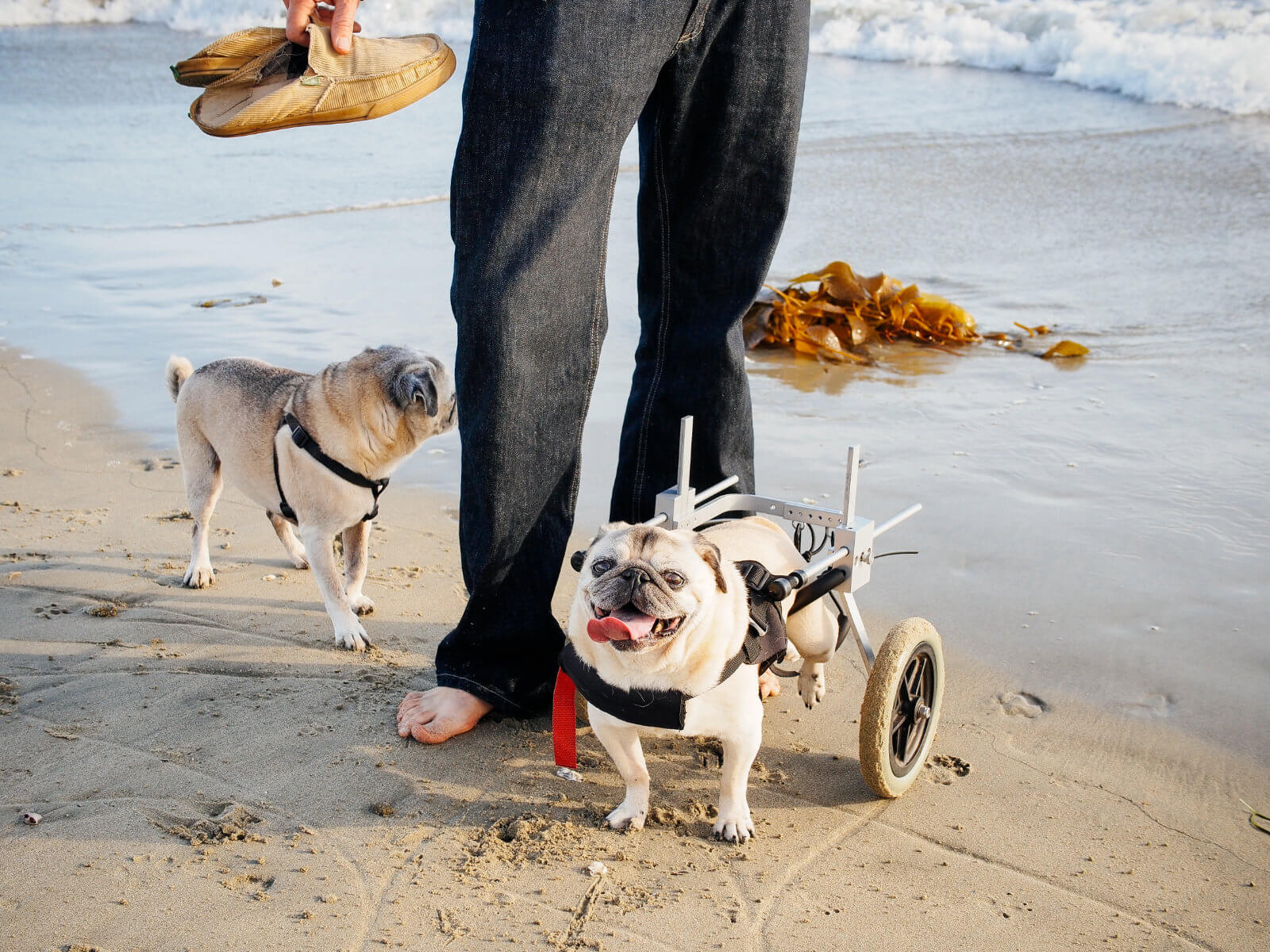 Easy healthy homemade dog food (and the sweet pug that inspired it)