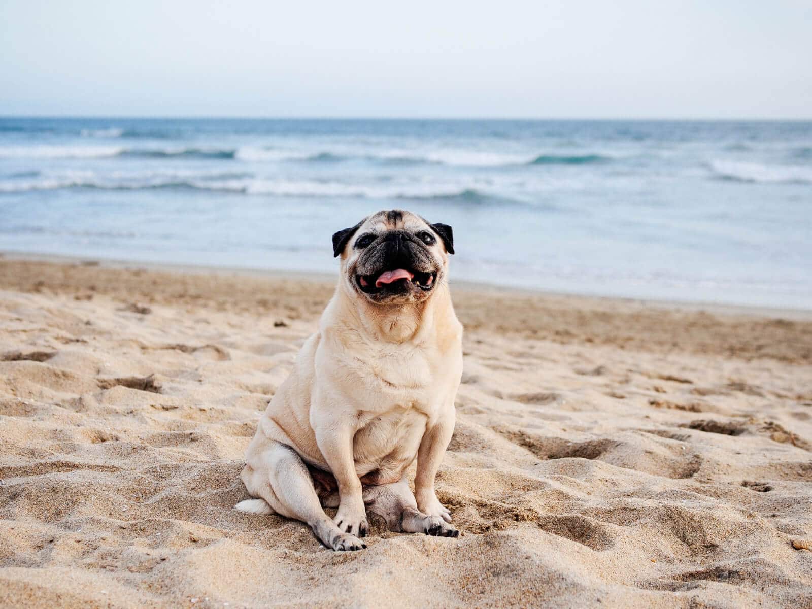 Raising a happy and healthy pug on homemade dog food