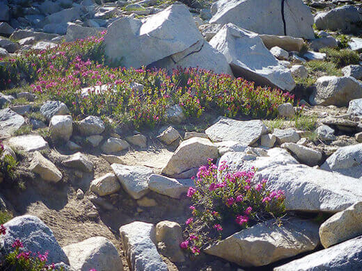 Early summer wildflowers