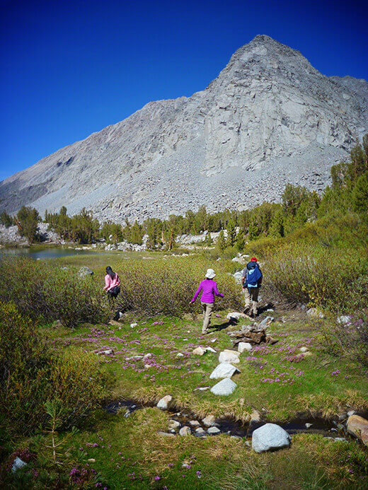 High Sierra meadow