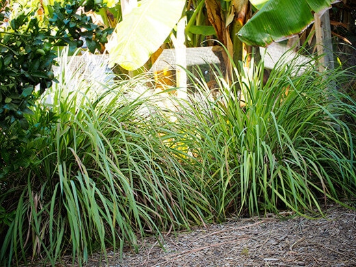 Lemongrass shrubs
