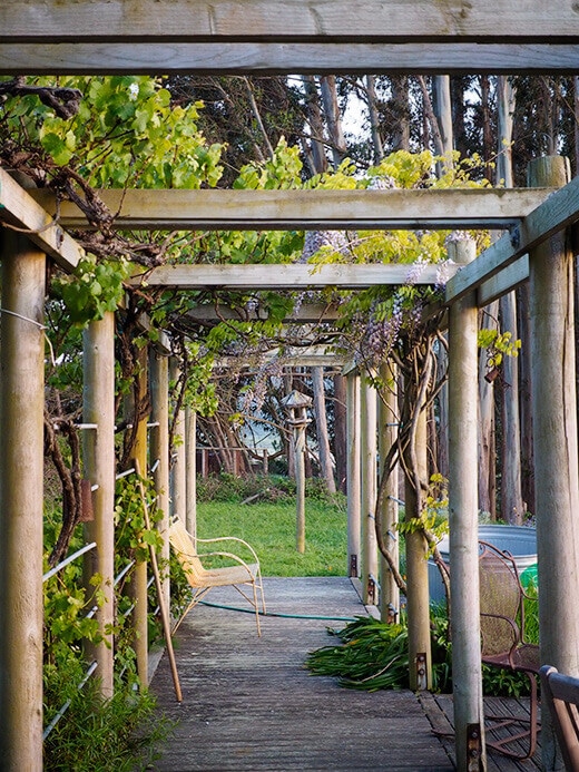 Wisteria arbor