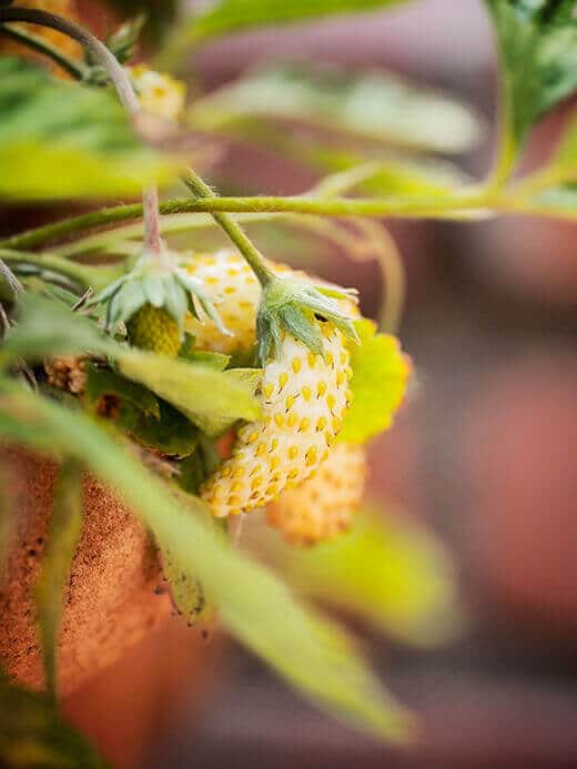How sweet it is: Yellow Wonder alpine strawberries