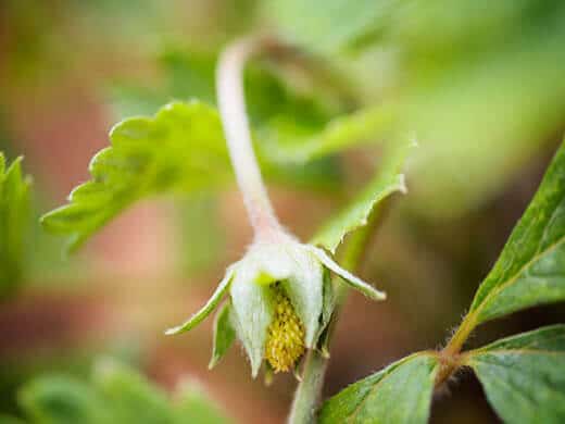 A fruiting alpine strawberry