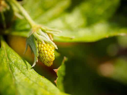 Young alpine strawberry