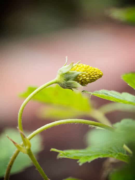 Fruiting alpine strawberry plant
