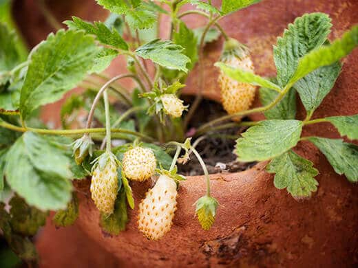 Homegrown Yellow Wonder alpine strawberries