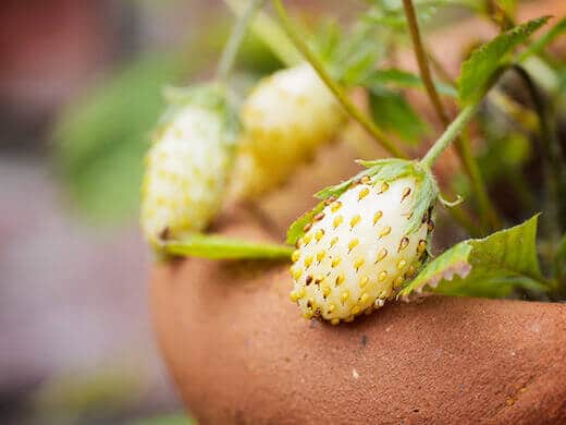 Alpine strawberries