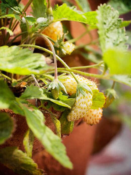 Everbearing alpine strawberries