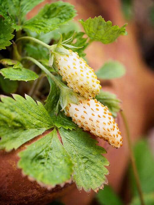 Yellow alpine strawberries