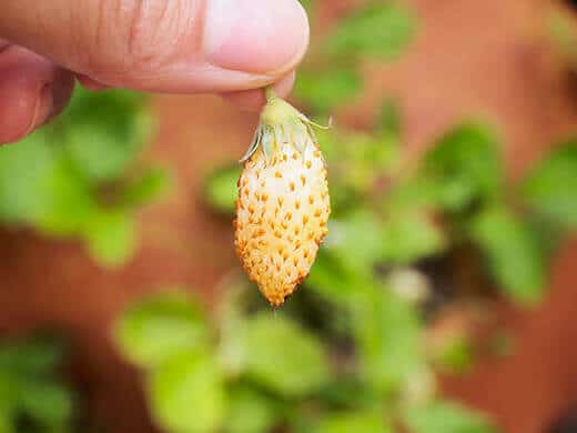 Yellow Wonder alpine strawberry