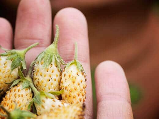 Fresh alpine strawberries