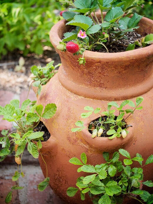 A pot of strawberries