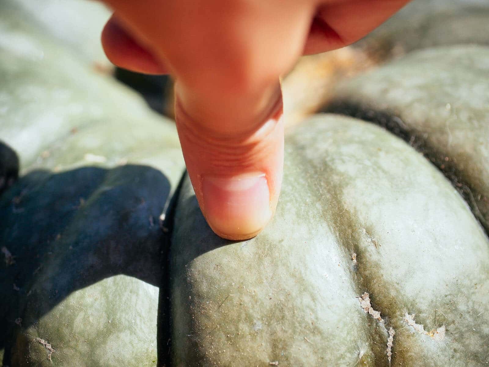 Test the rind's toughness with your fingernail