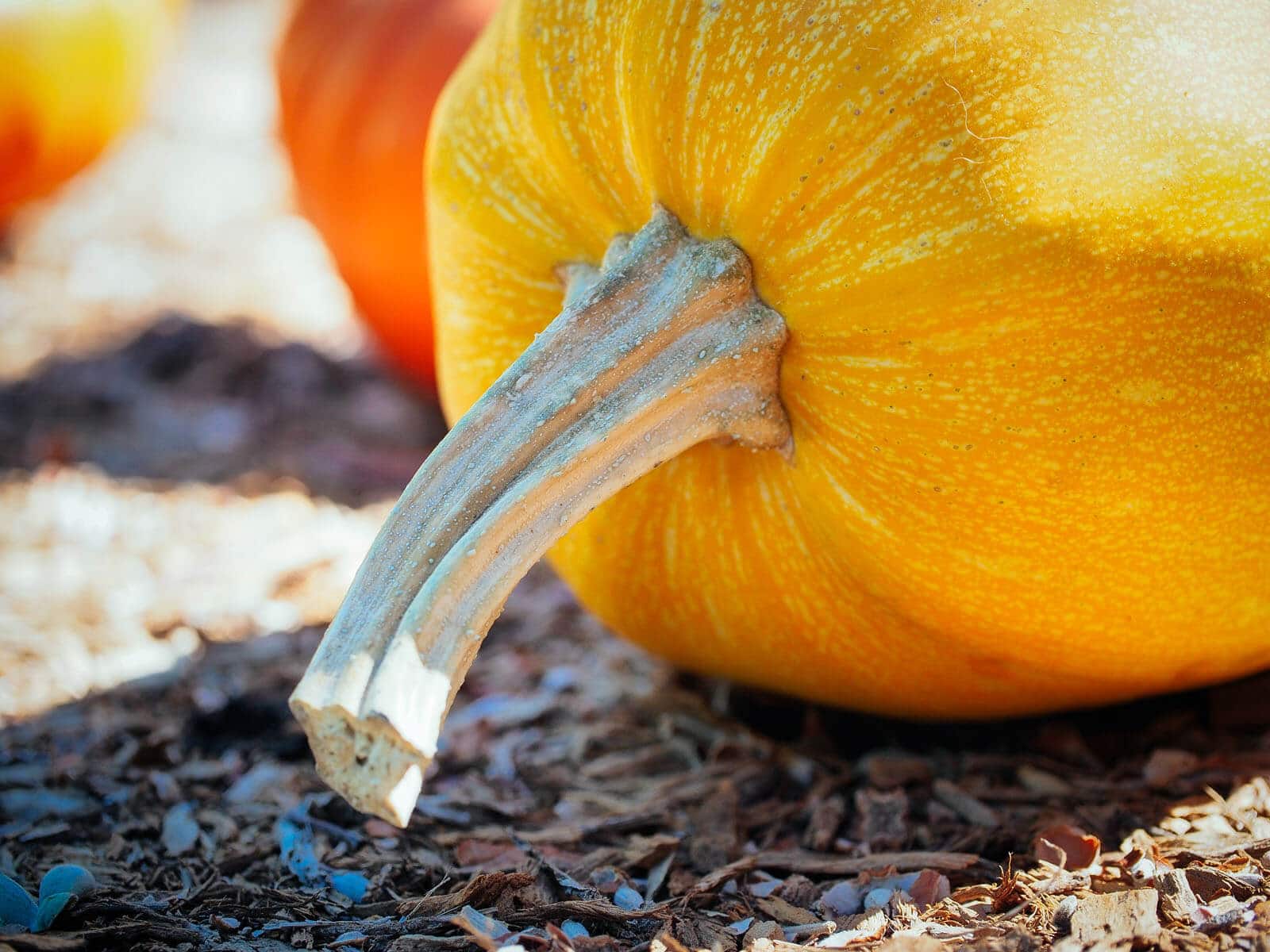 Leave at least 3 inches of stem on the squash