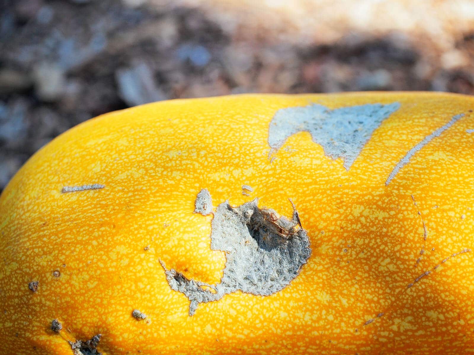 Surface blemishes on squash