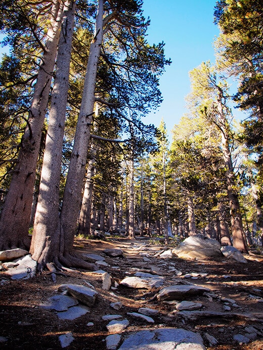 The trail to Mount San Jacinto