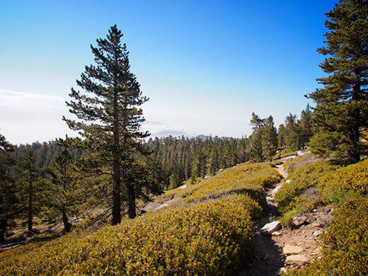 The trail to Mount San Jacinto