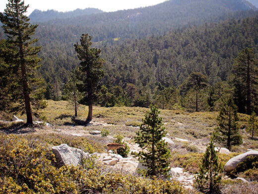 Deer on the slope