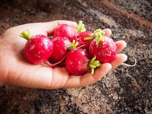 Lightly salted spring radishes