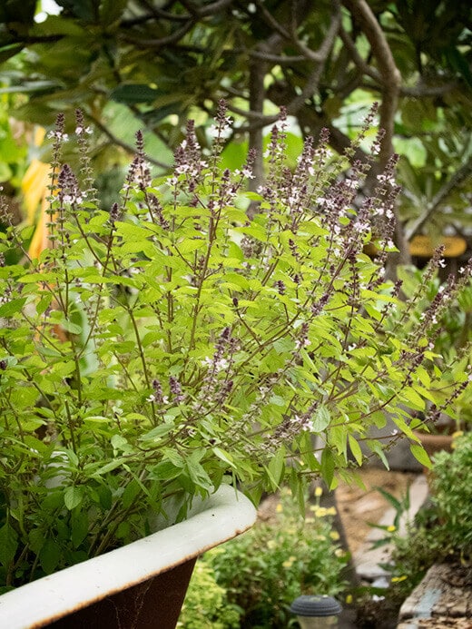 Thai basil