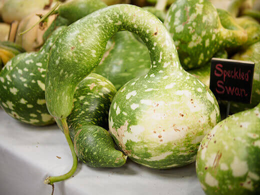 Swan squash