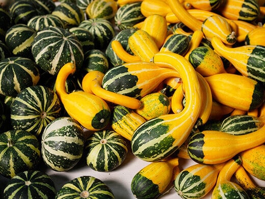 Summer squash