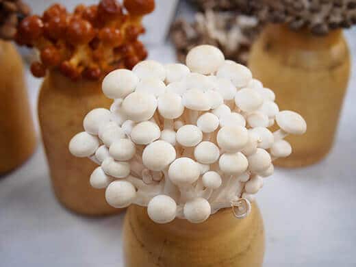 Mushrooms