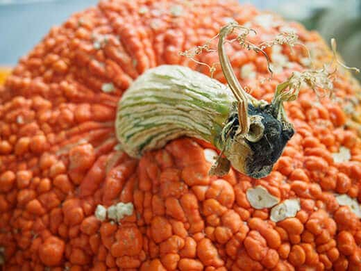 Half pumpkin, half goat