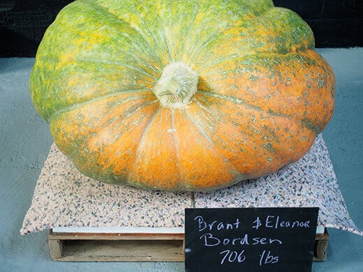 Giant pumpkin