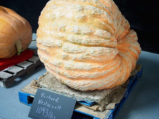 Giant pumpkin