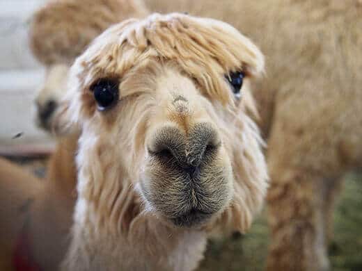 Alpaca