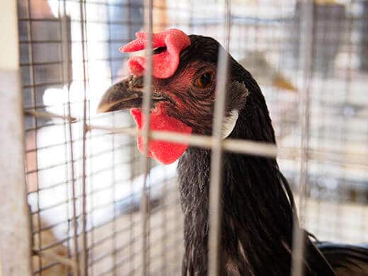 Heirloom chicken