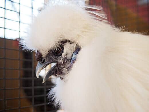 Silkie
